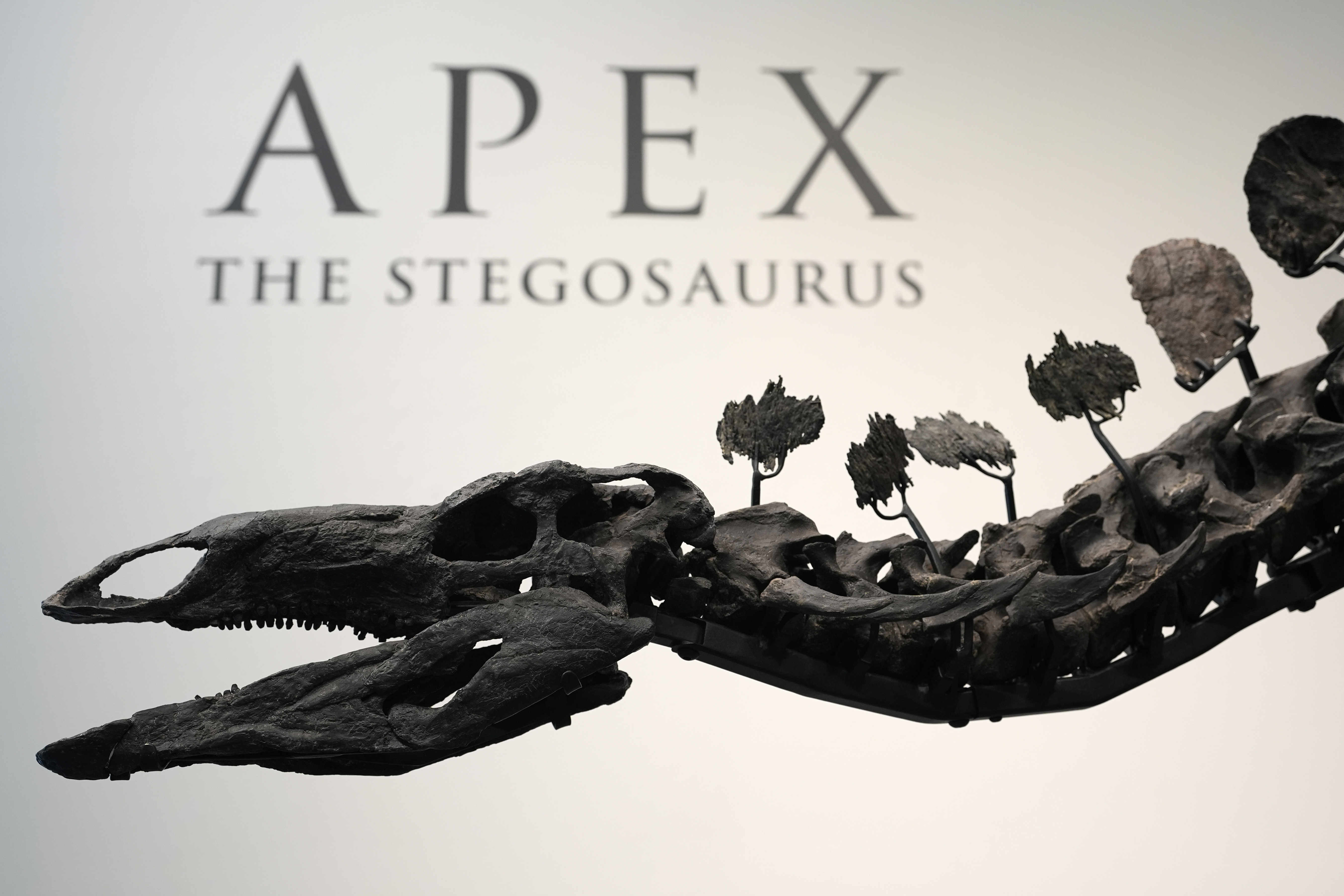 Stegosaurus fossil fetches nearly $45M, setting record for