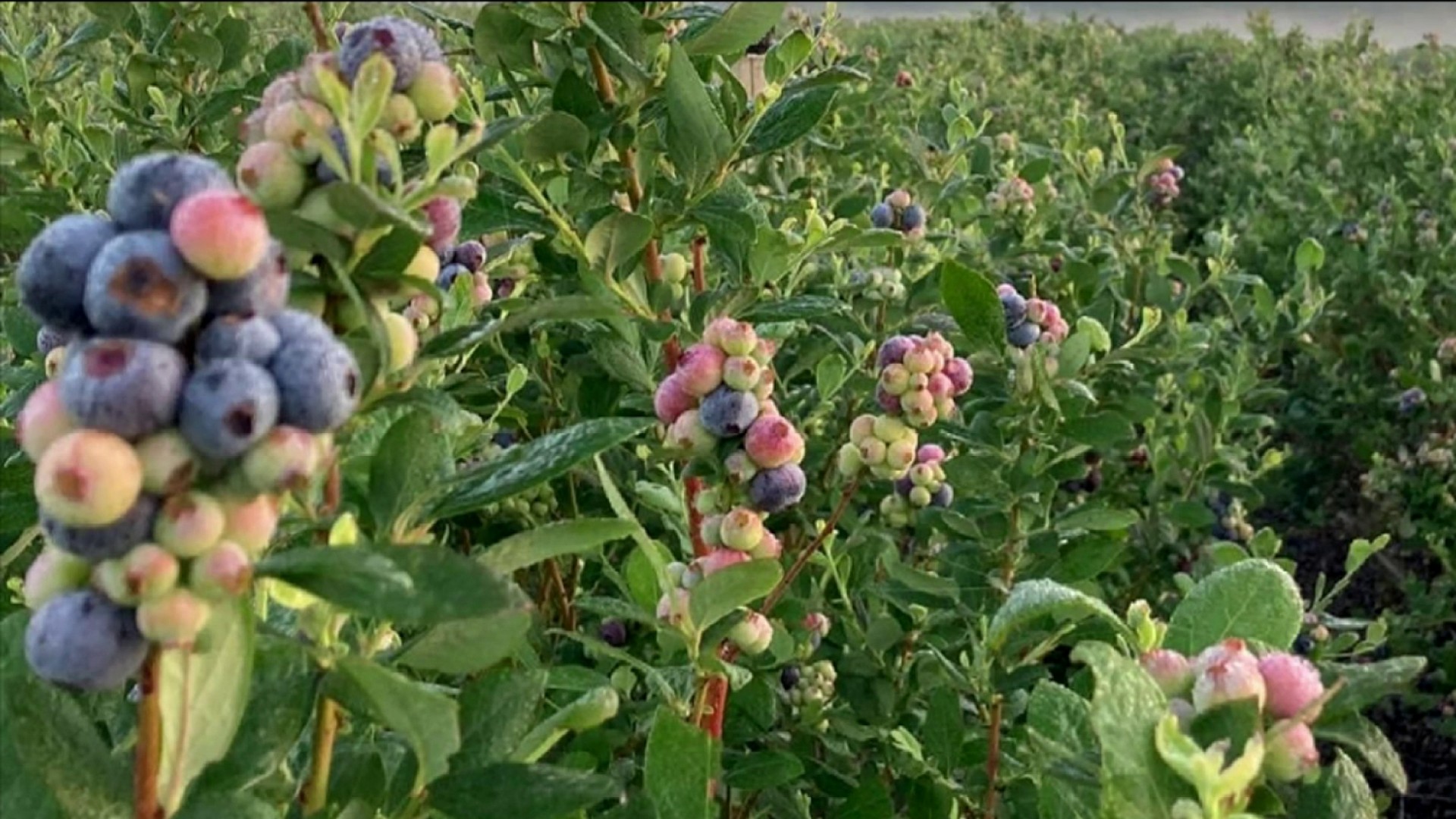 Lawsuit against Michigan blueberry farm alleges labor trafficking violations