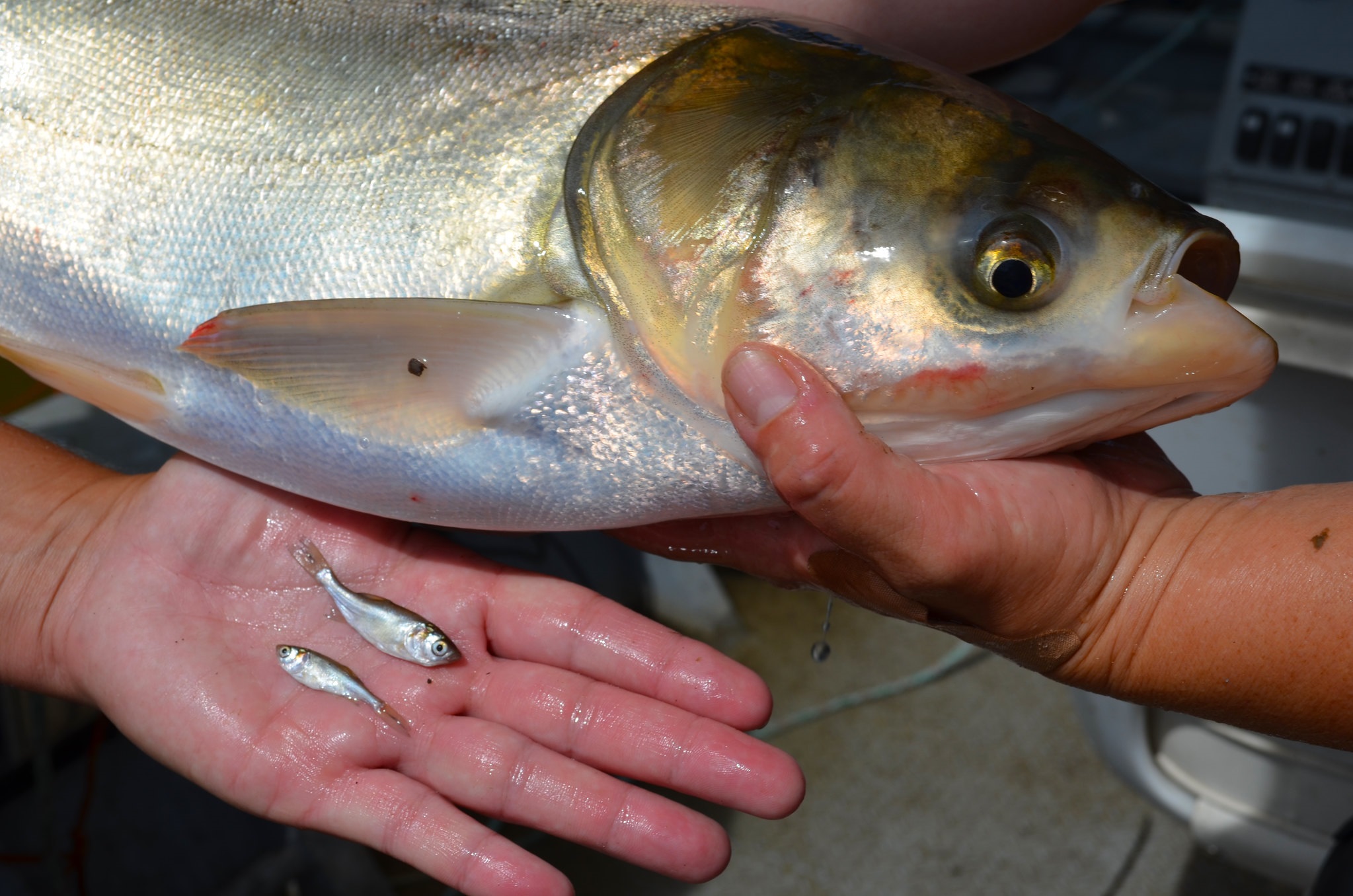Environmental DNA from invasive silver carp found in Michigan river
