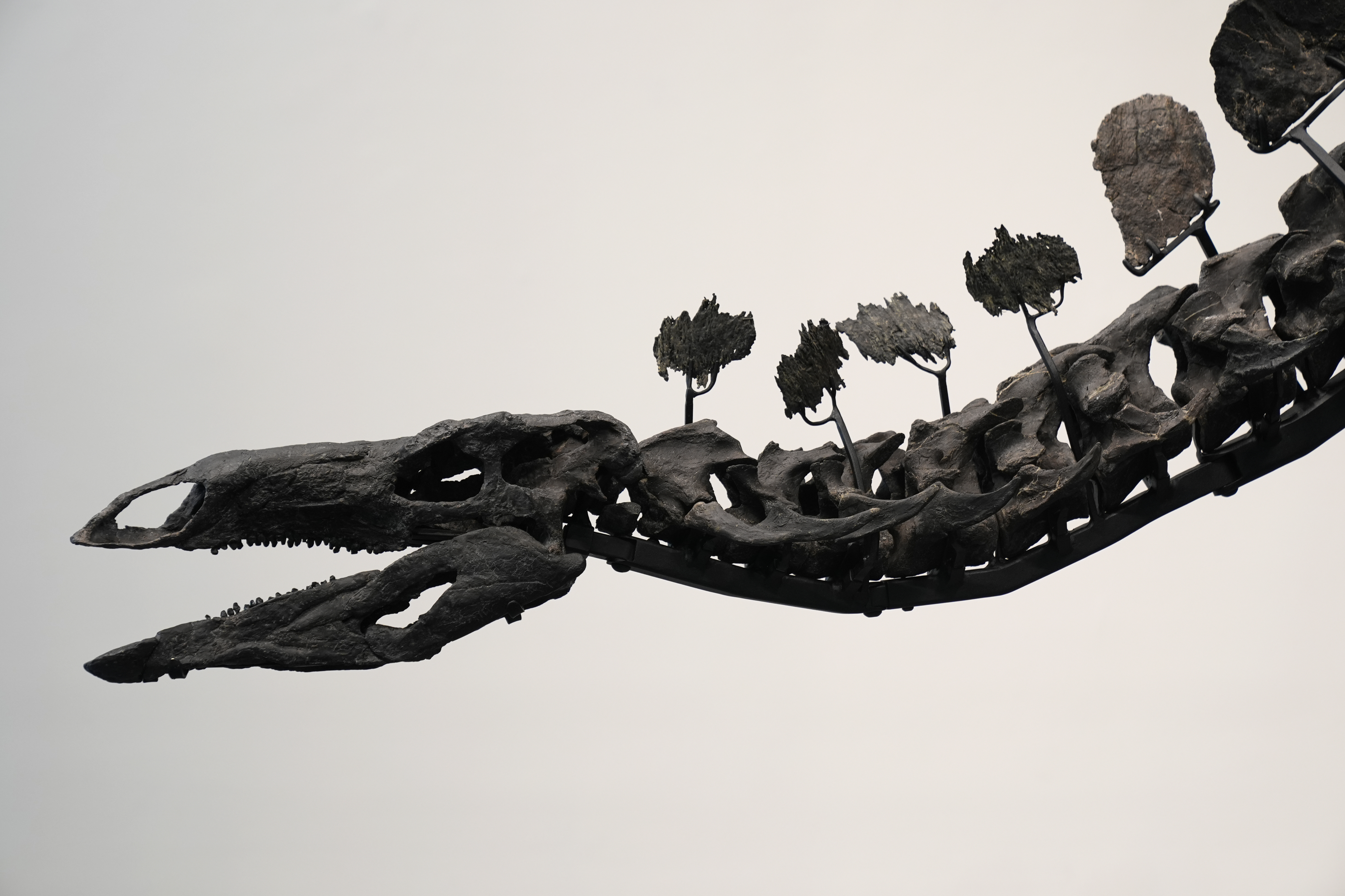 Stegosaurus fossil fetches nearly $45M, setting record for