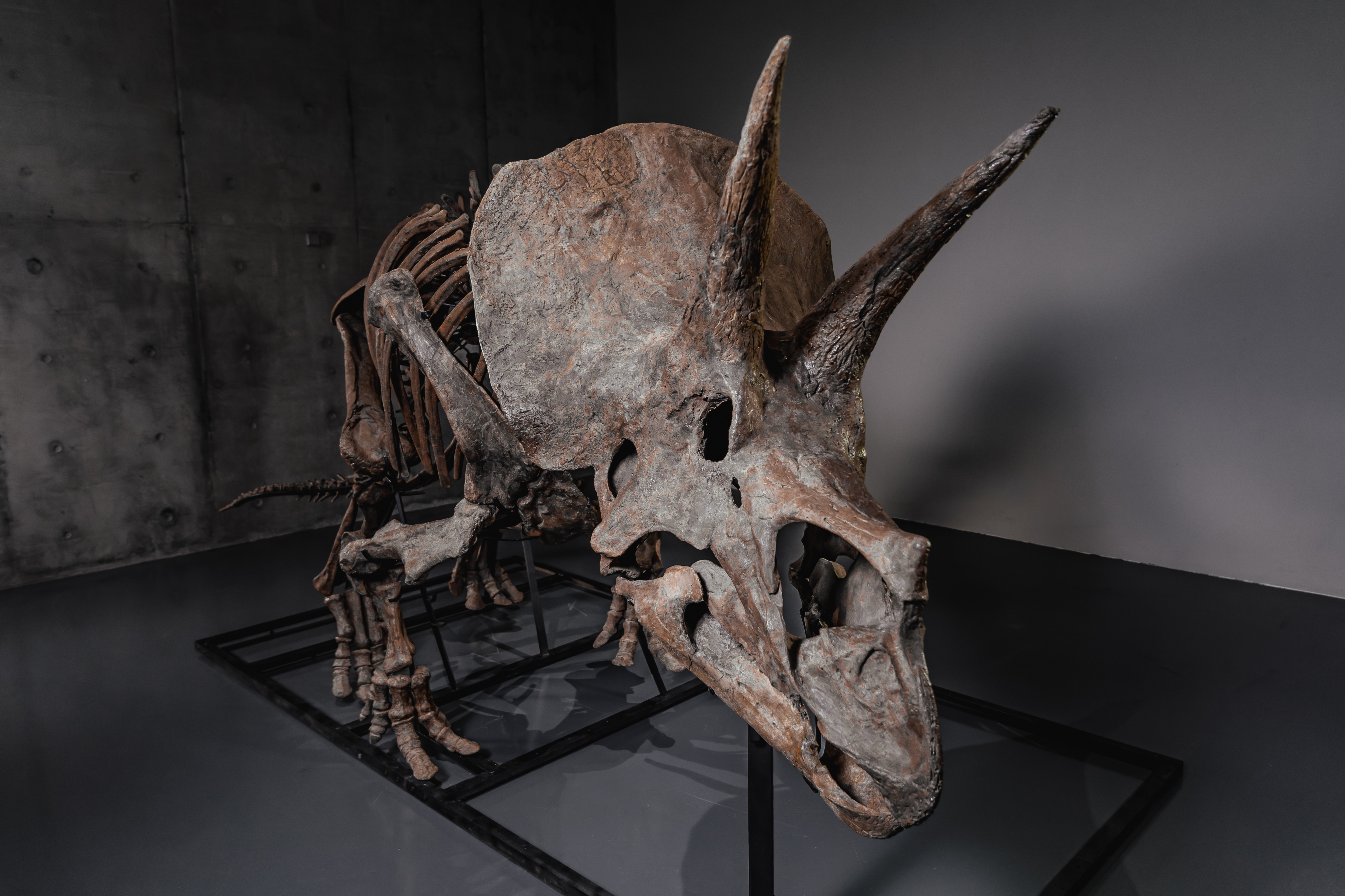 Triceratops skeleton 'Trey' to hit the auction block as dinosaur