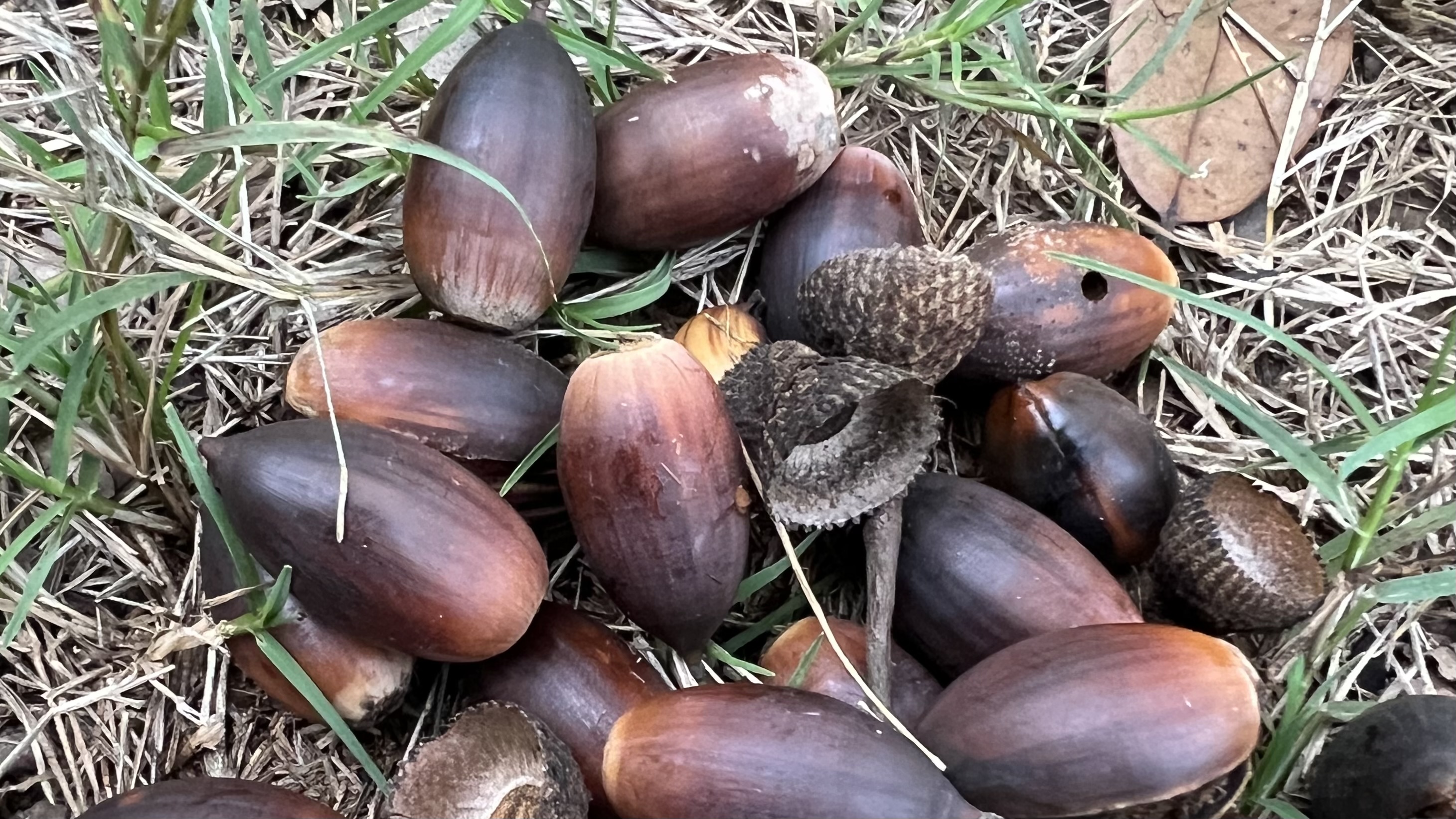 ACORNS EVERYWHERE! Stress on trees likely to blame