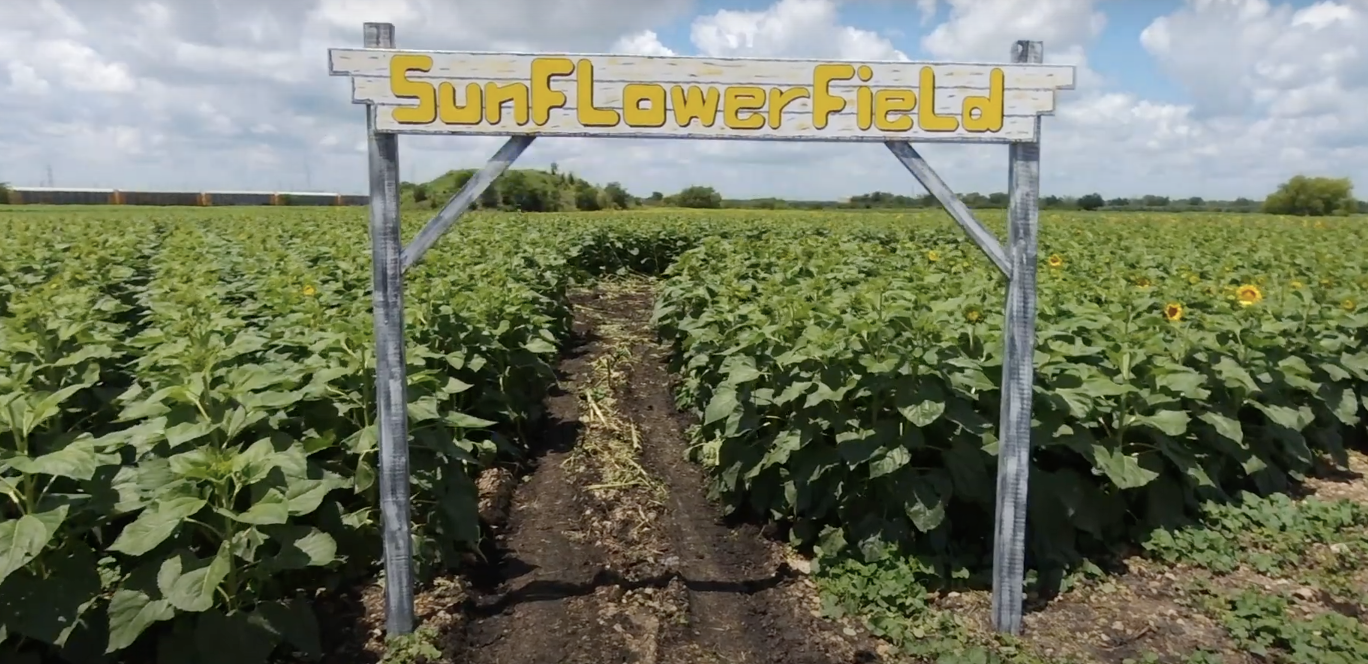 Sunflower Farmers: o jogo de fazendinha que está levando as taxas
