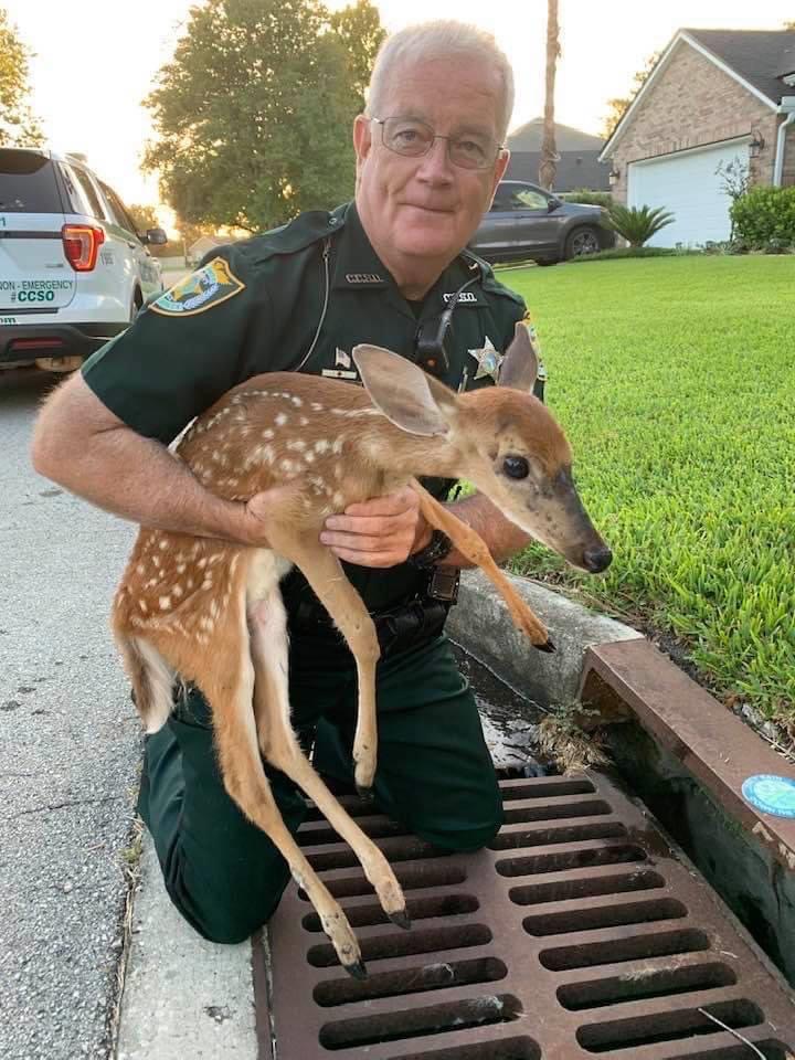 Bambi is safe' Clay County deputies rescue baby deer