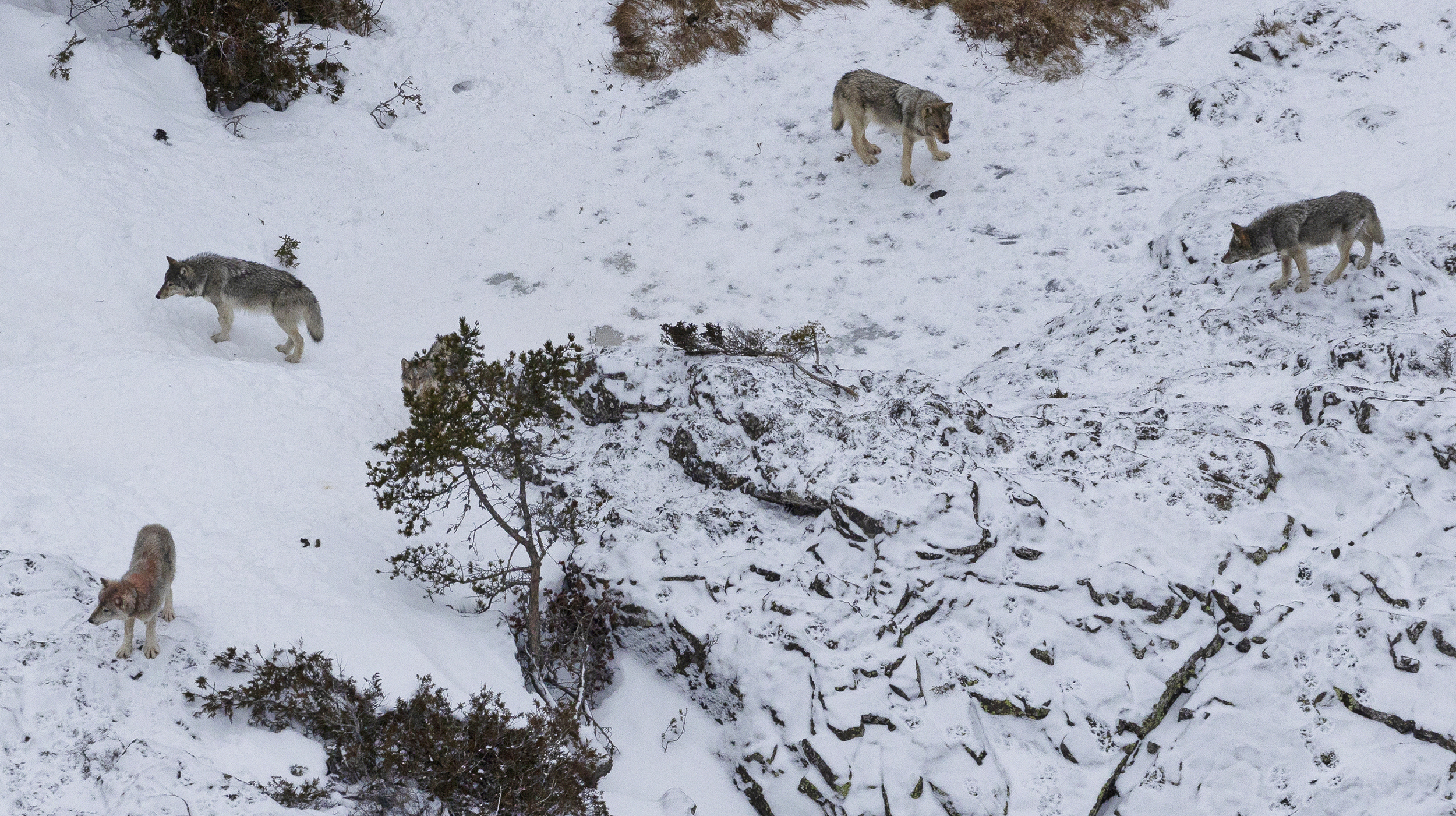 Wolves that nearly died out from inbreeding recovered, now helping