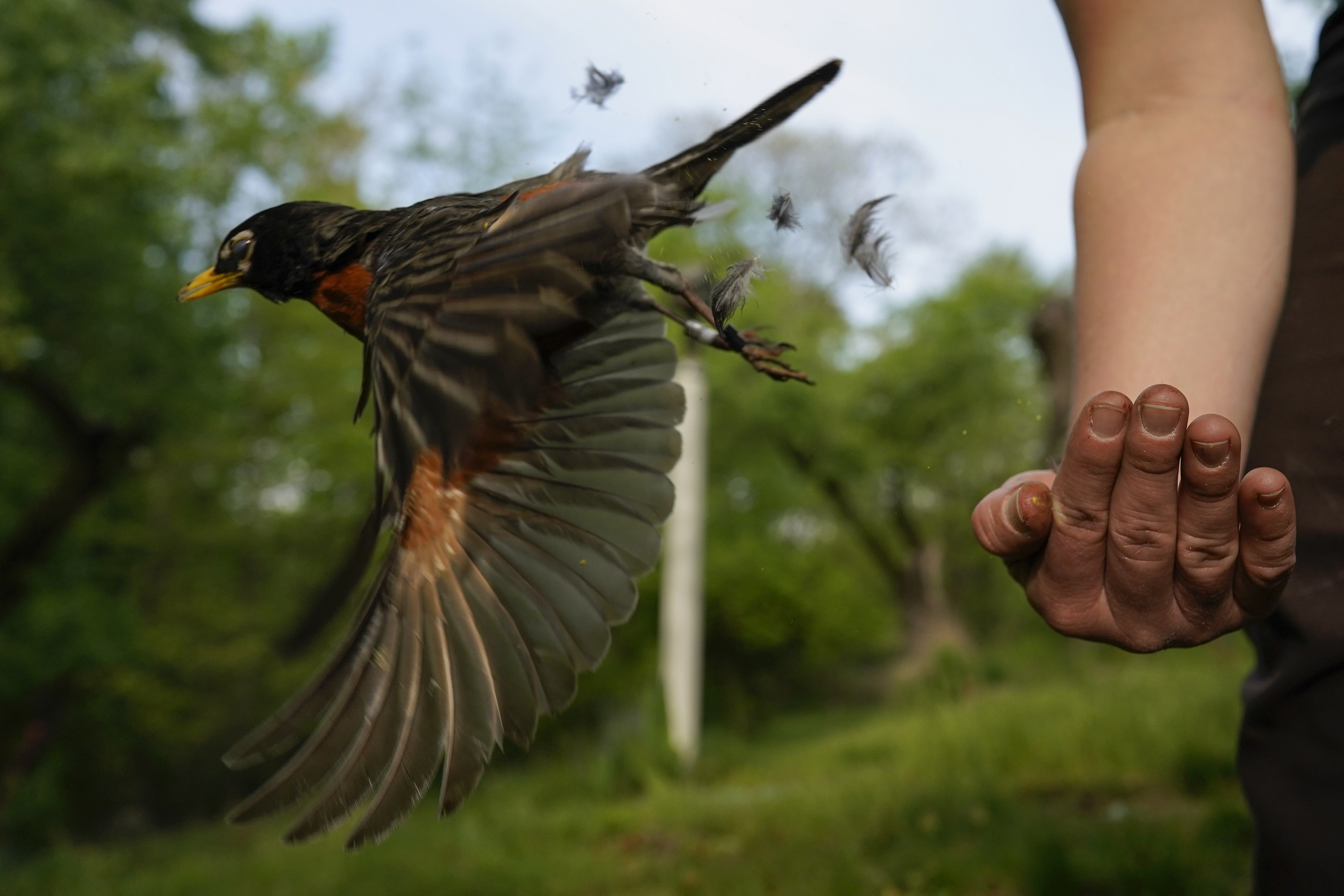 Species Spotlight: American Robin