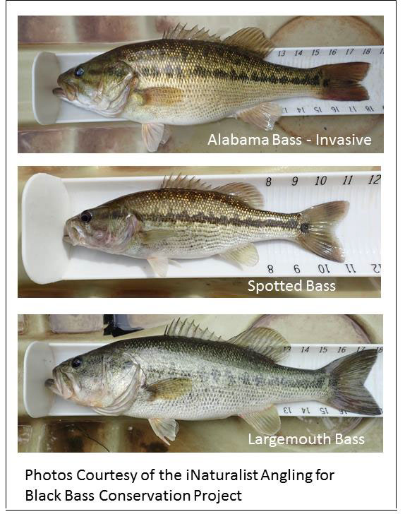 Alabama Bass in Virginia lakes are threatening state's bass population