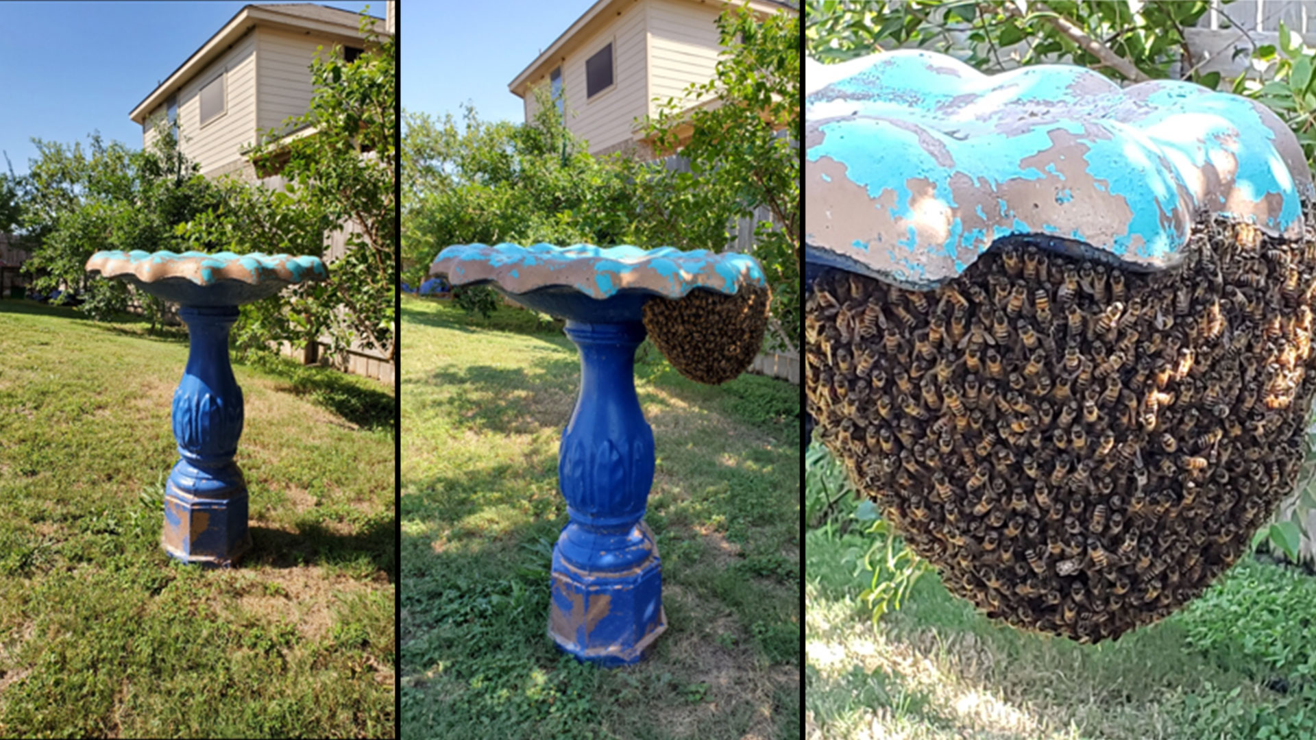 Bee Swarm Shows Up In San Antonio Area Backyard And Disappears
