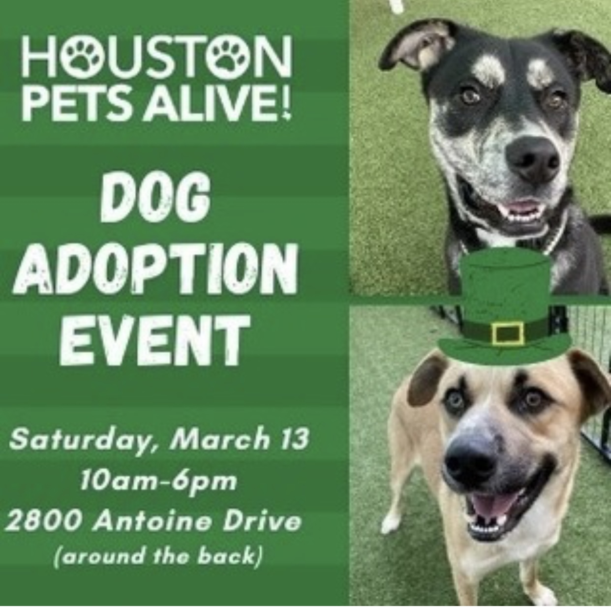 Houston Pets Alive! (@houstonpetsalive) • Photos et vidéos Instagram