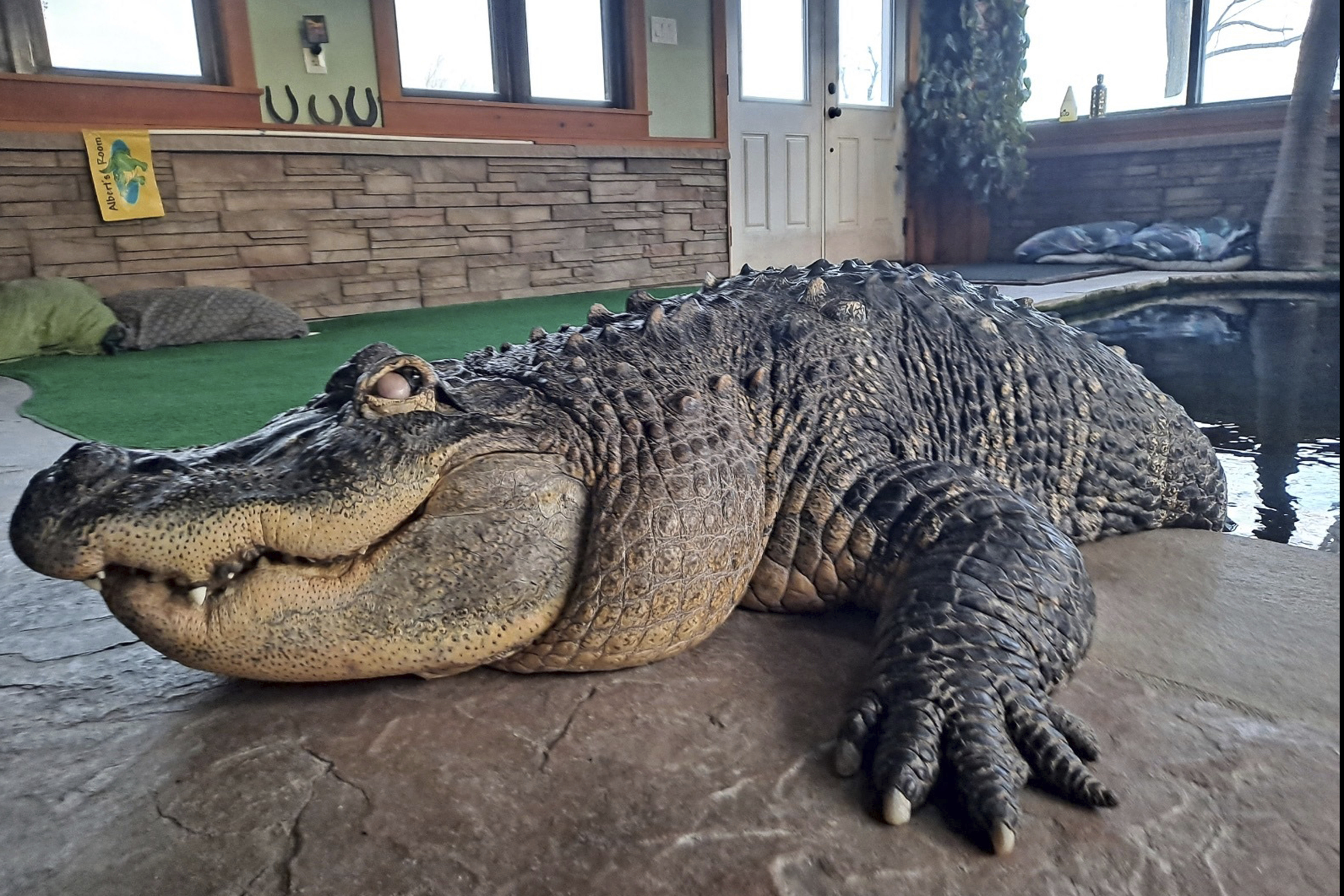 Albert the alligator's owner sues New York state agency in effort