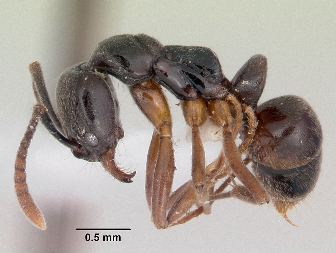 Asian needle ants prompt warnings about potentially deadly stings