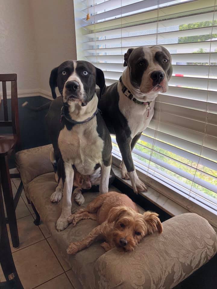 Pets love the Stros! Send photos of your fur baby supporting the Astros  through Click2Pins