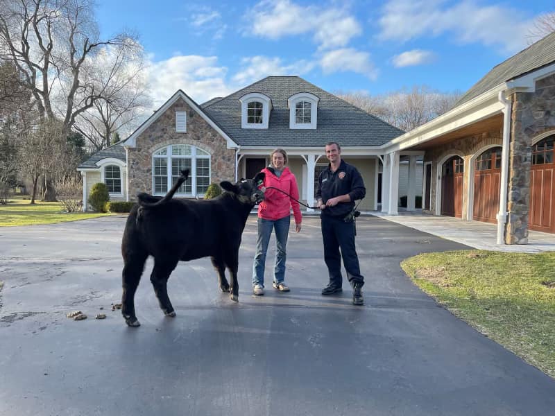No bull: Bloomfield Township firefighters wrangle cow that hopped farm  school fence