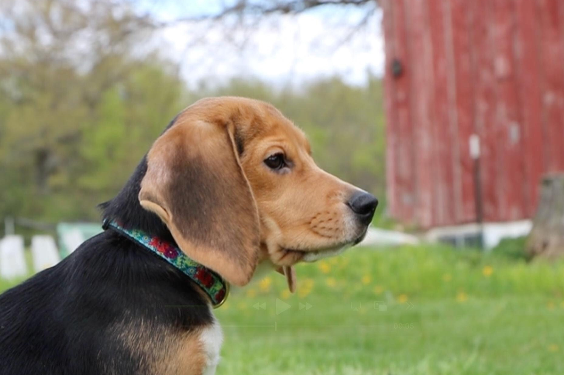1,500 beagles will get new lives, warm laps after release from
