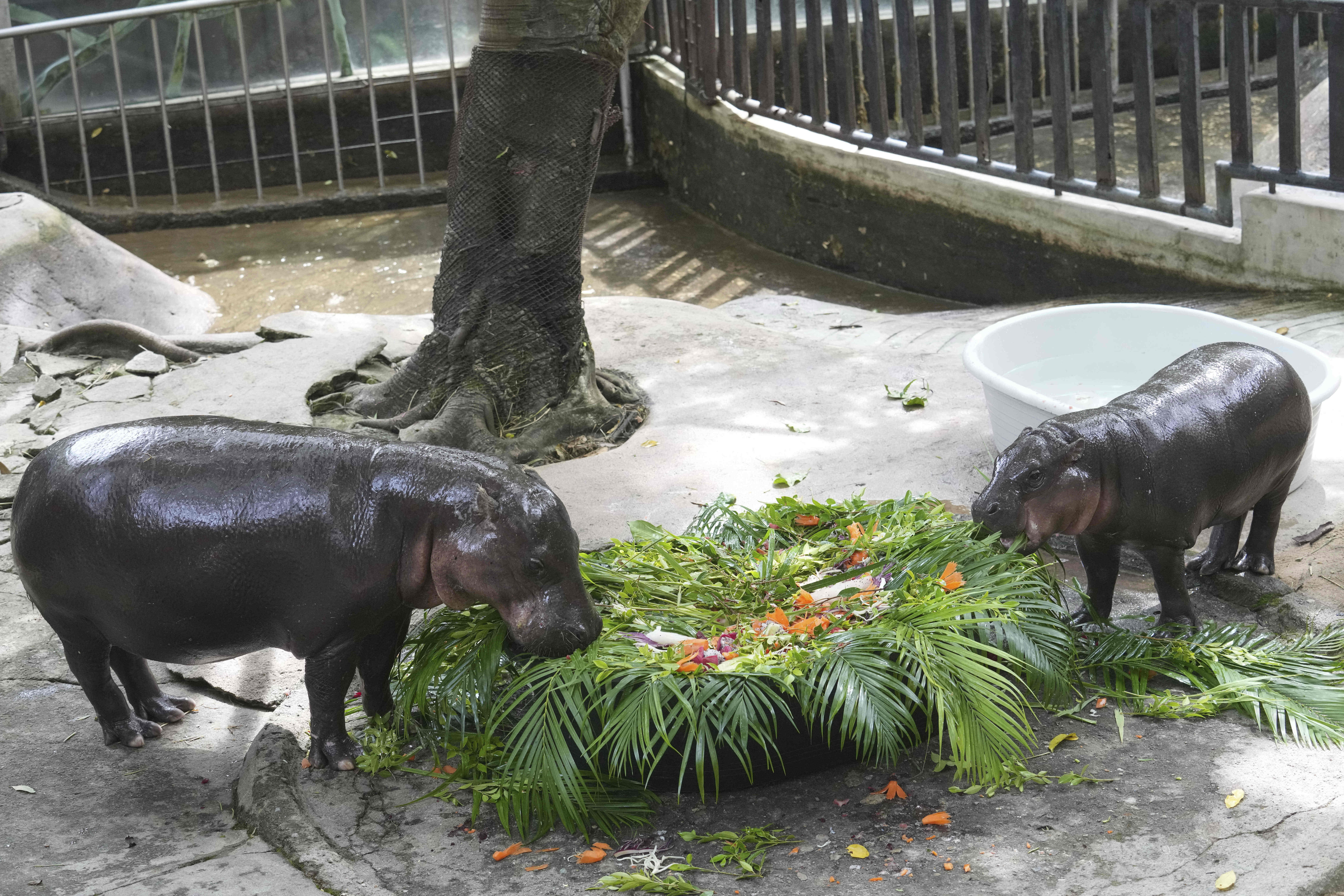 WILDSWANS PALM 藍染 Hippopotamus Woodland Park Zoo Mourns Loss of Beloved Hippo, Water Lily
