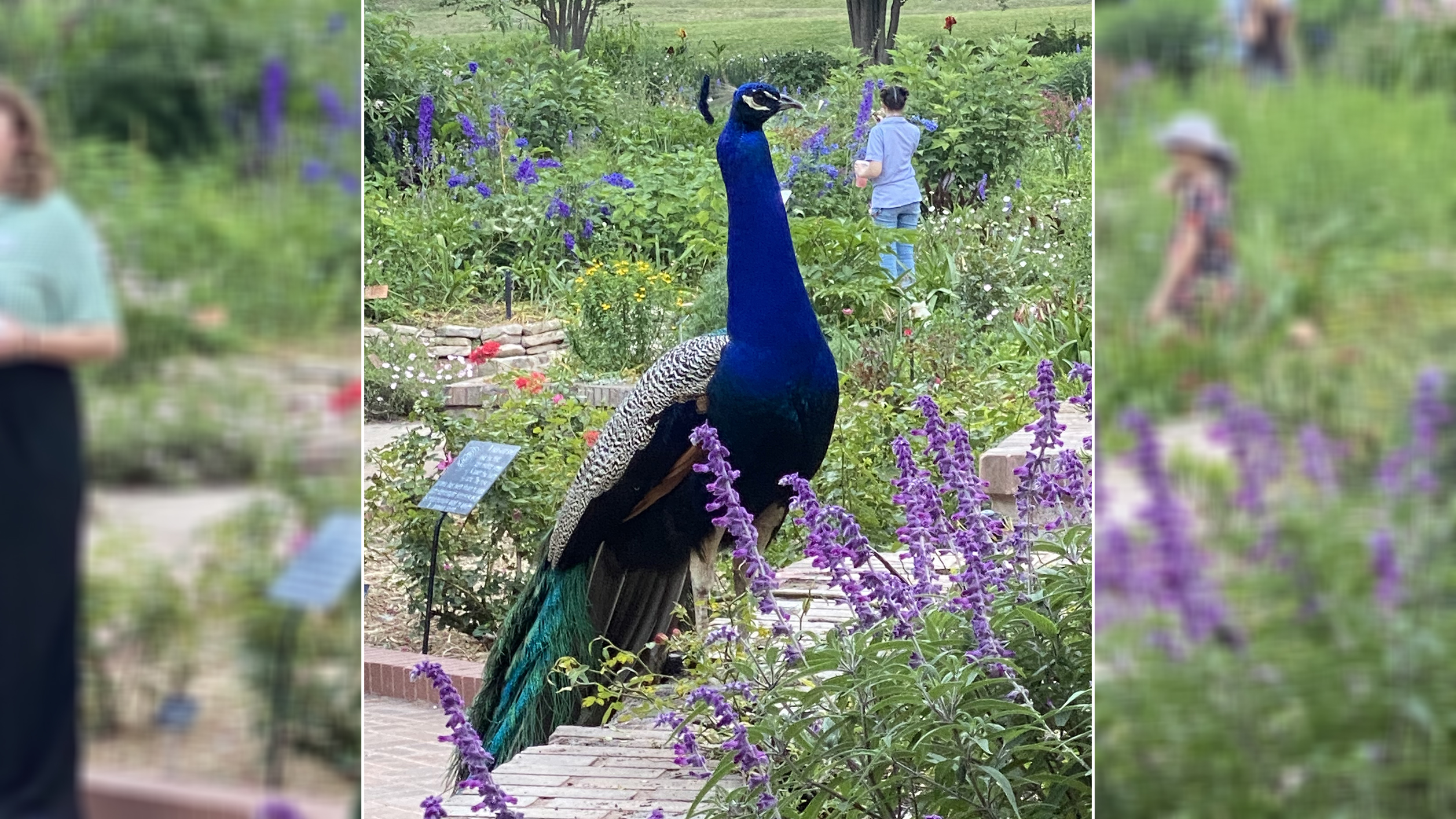 Neighborhood peacock to be relocated after pecking children at San Antonio  Botanical Garden, ACS says