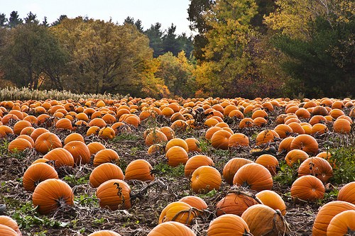 real pumpkins near me