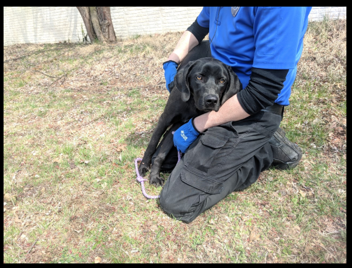 Lost store black lab