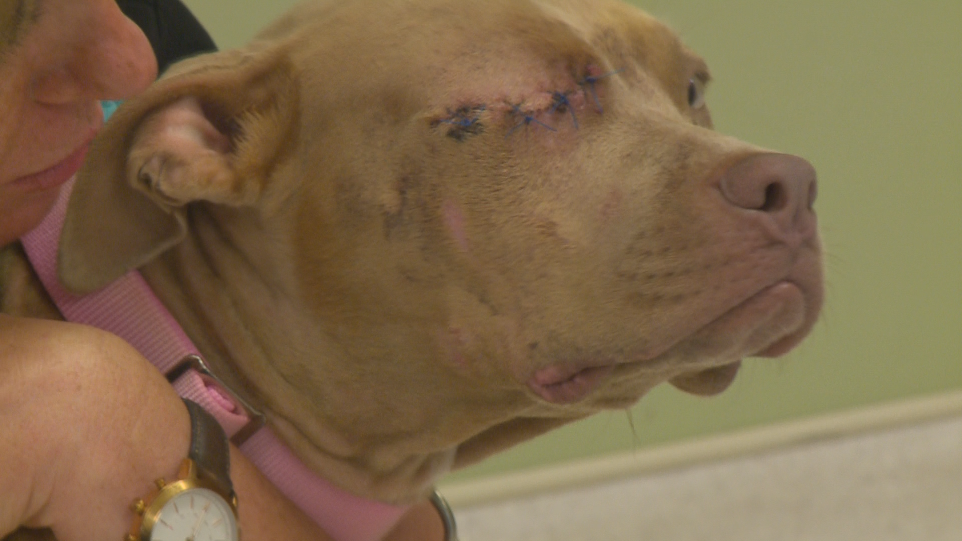 Dog With Life Threatening Injuries Rescued By Good Samaritan And Lucas County Pit Crew