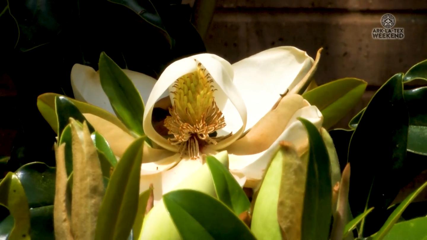 Magnolia Flower Fun Facts Best Flower Site