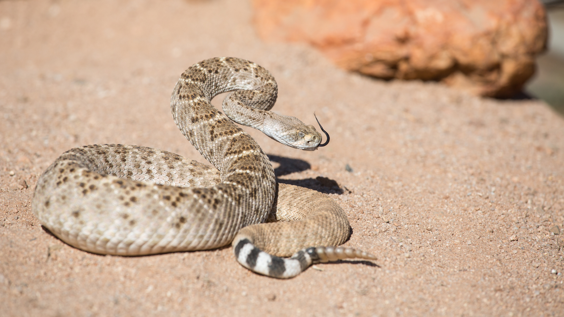 Hiker dies after being bitten by rattlesnake on trail, officials say