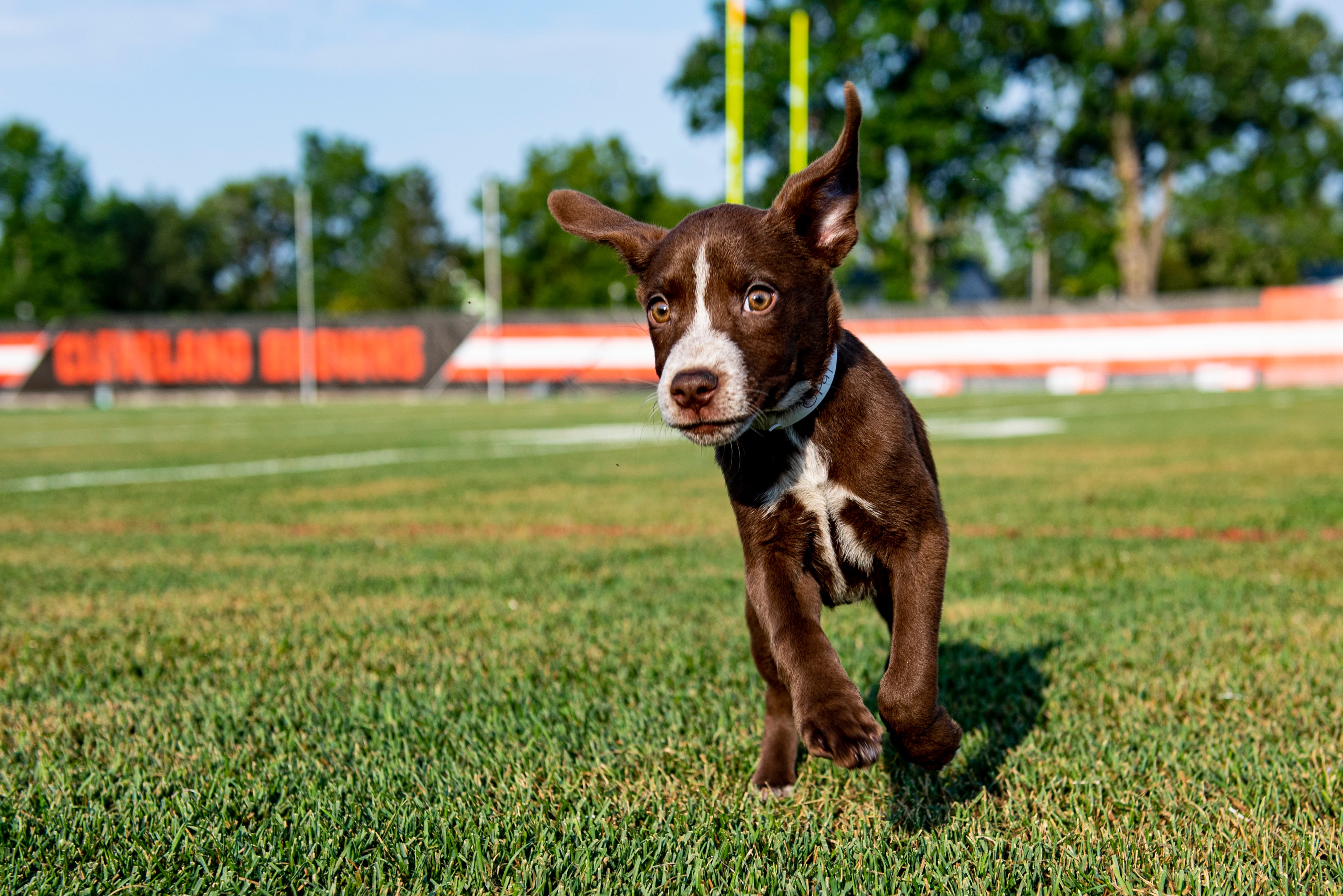 In the dog days of summer, the Cleveland Browns' puppy adoption