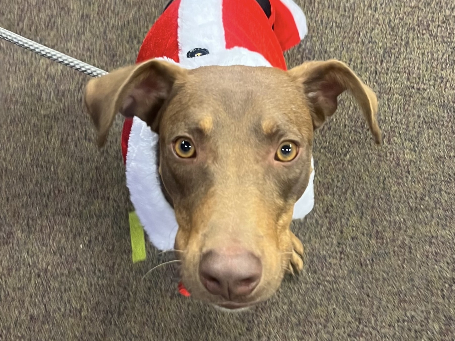 Meet Dan: The treat-loving Doberman mix who's ready to be your