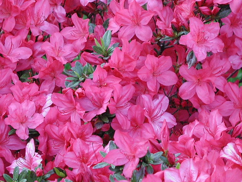 The Significance of the Azalea