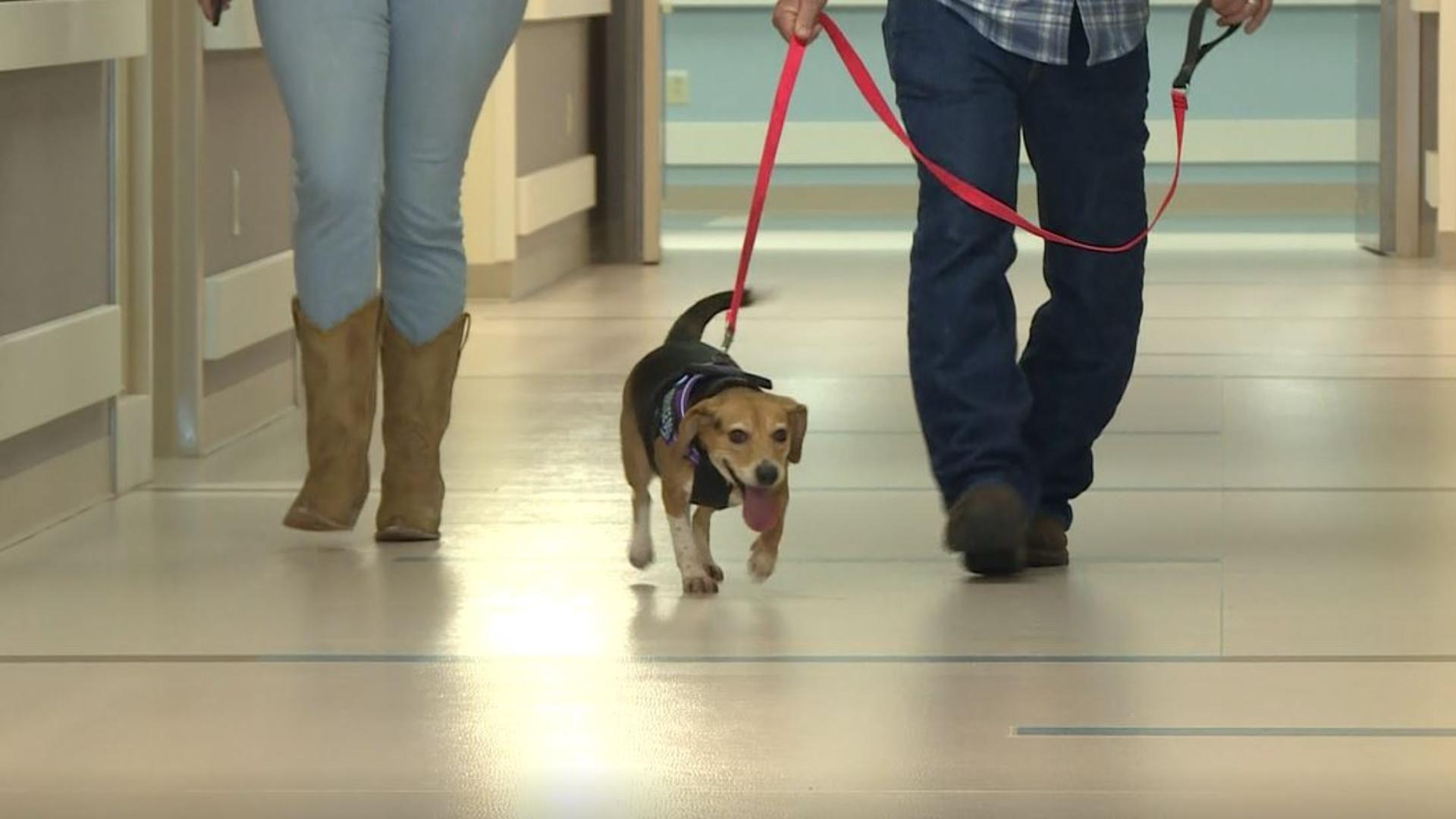 Can You Get C Diff From Your Dog