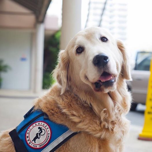 Beloved therapy dog Tucker Hirsch dies 