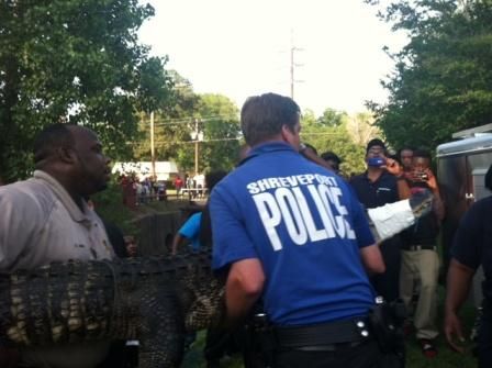 ●ALLIGATOR CITY 5ee9fb707a925.image.jpg?crop=