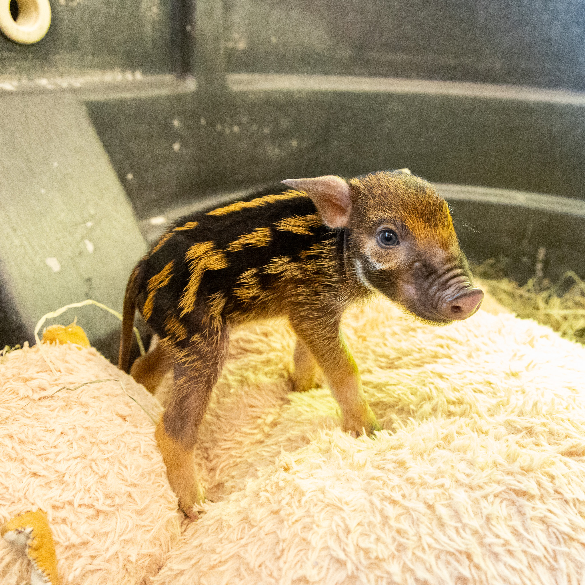 Nashville Zoo newborn piglet dies
