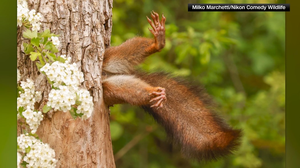 Hilariously stuck squirrel snags funniest wildlife photo award