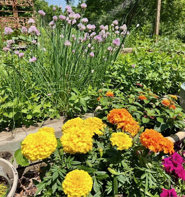 Viv's Groovy Garden