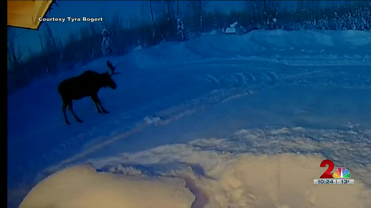 moose camera