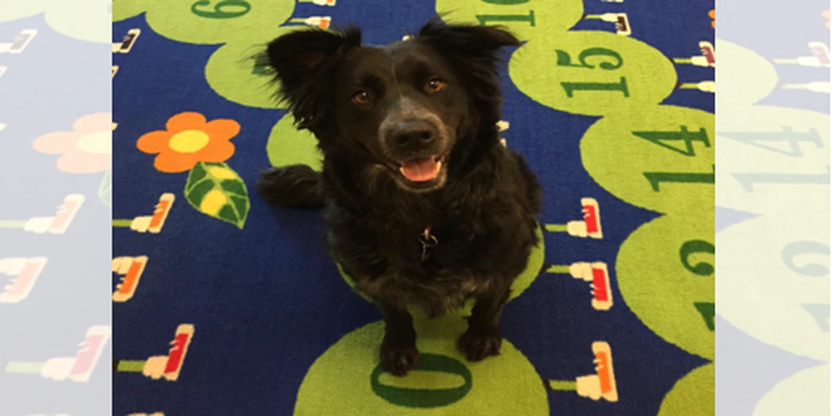 Border Collie Health Panel  Veterinary Genetics Laboratory