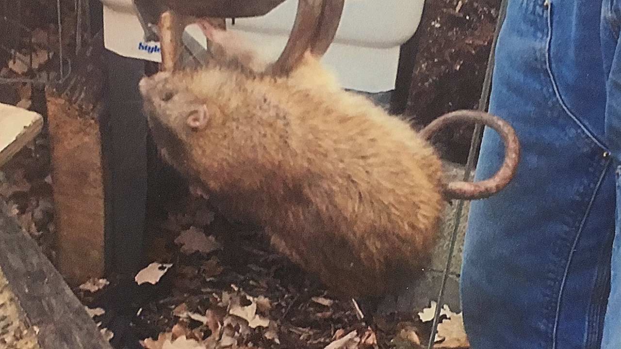 Two plans of attack when it comes to Green Bay's rat problem
