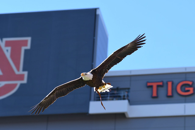 War Eagle Country - Auburn University Route Sign