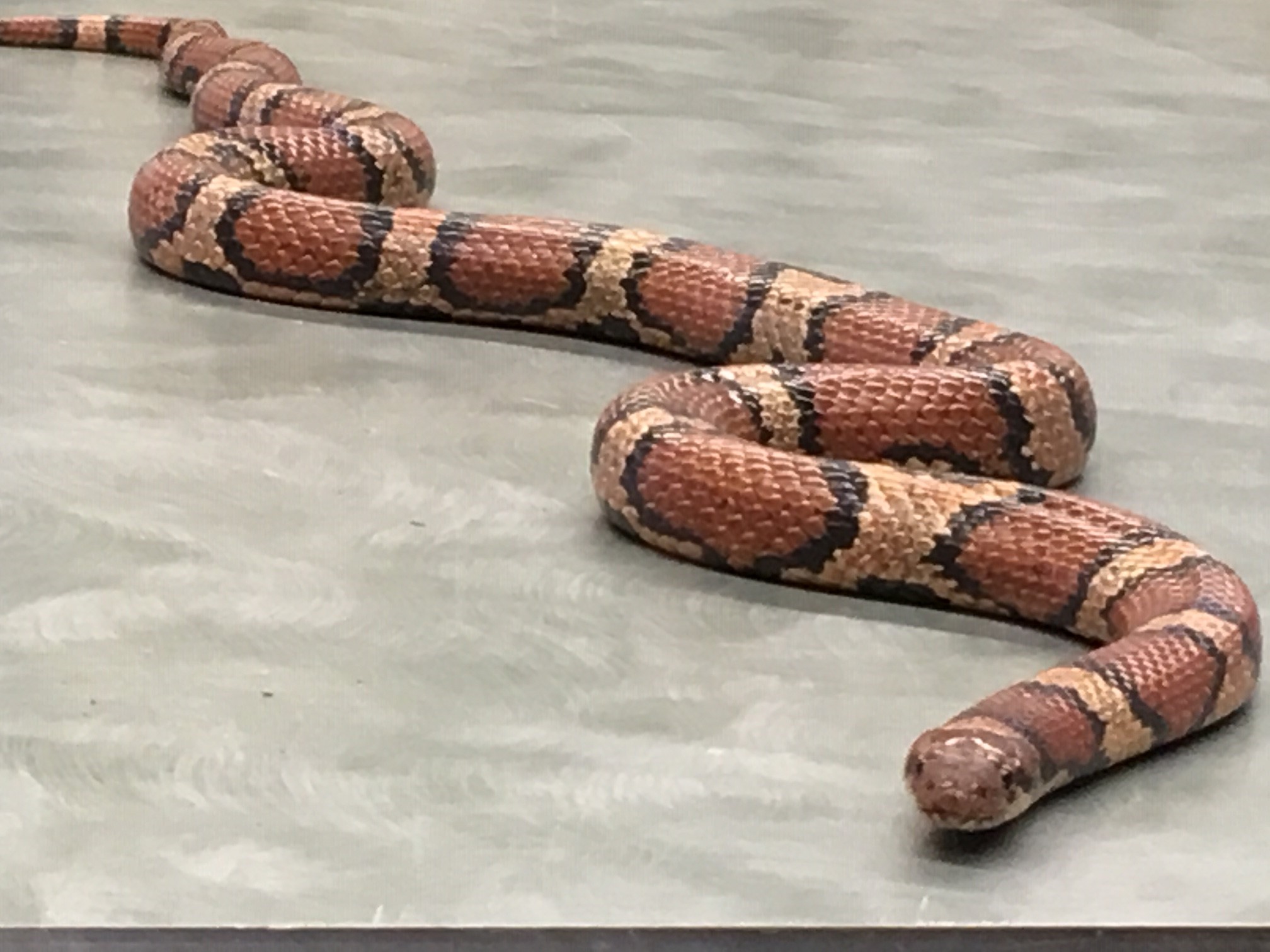 Eastern Hog-Nosed Snake  Missouri Department of Conservation