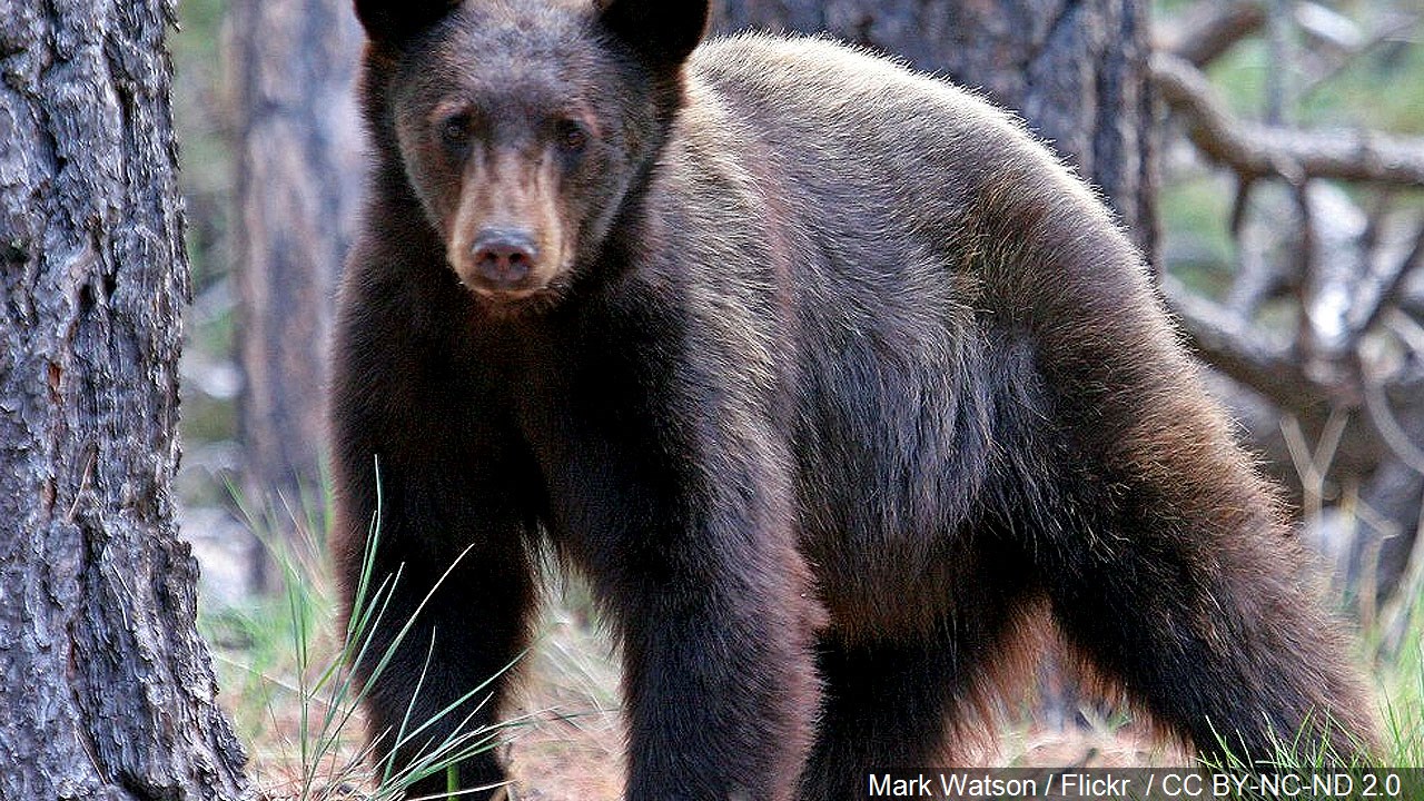 Salato Wildlife Center to unveil black bear exhibit