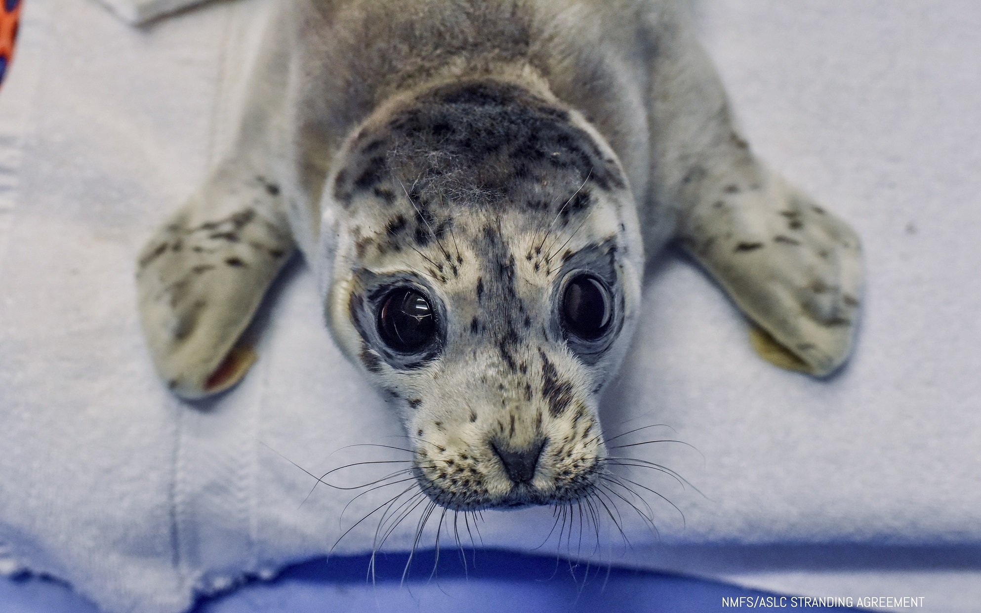 SeaLife Center takes in 4 Southcentral Alaska harbor seals - Alaska Public  Media