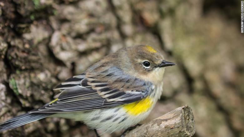 Tipsy birds flying into windows, cars in northern Minnesota
