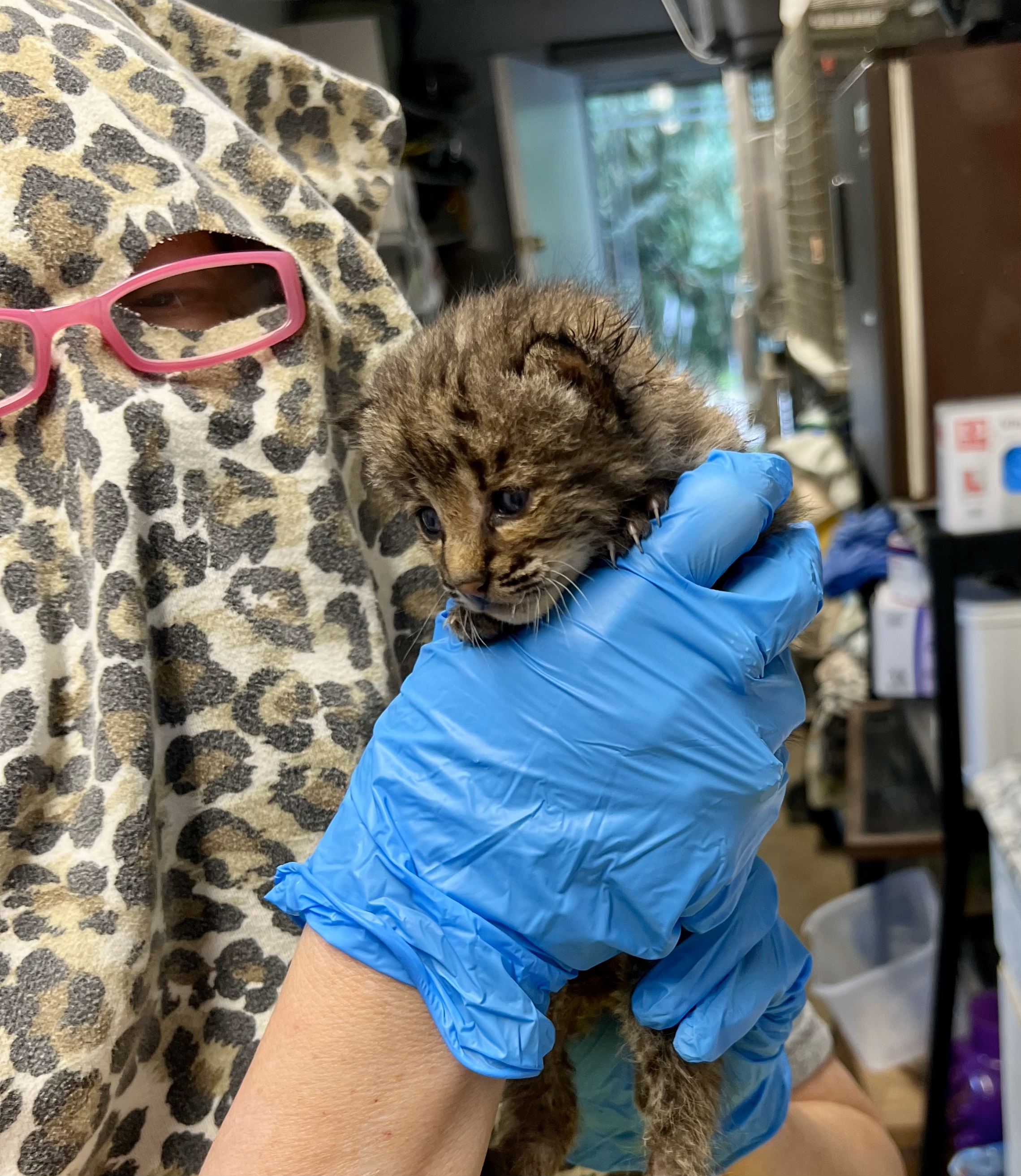 Rescued bobcats, who lost their mother, return to wild, Paws