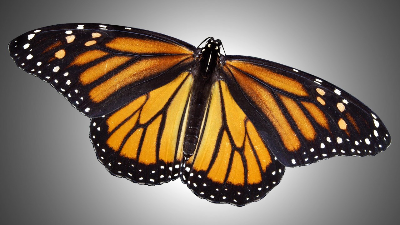 Iowa Monarch Conservation Consortium