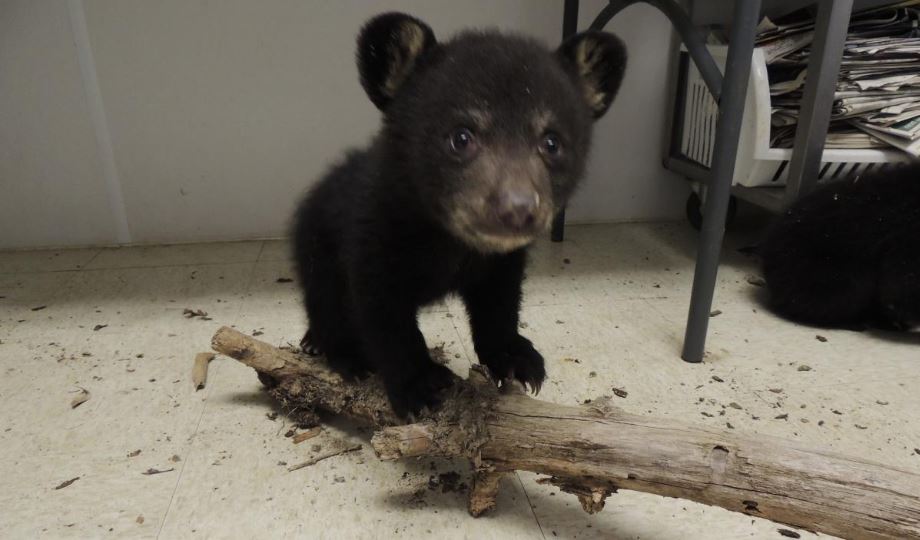 Reminder from wildlife experts: If you see a bear cub, leave it alone