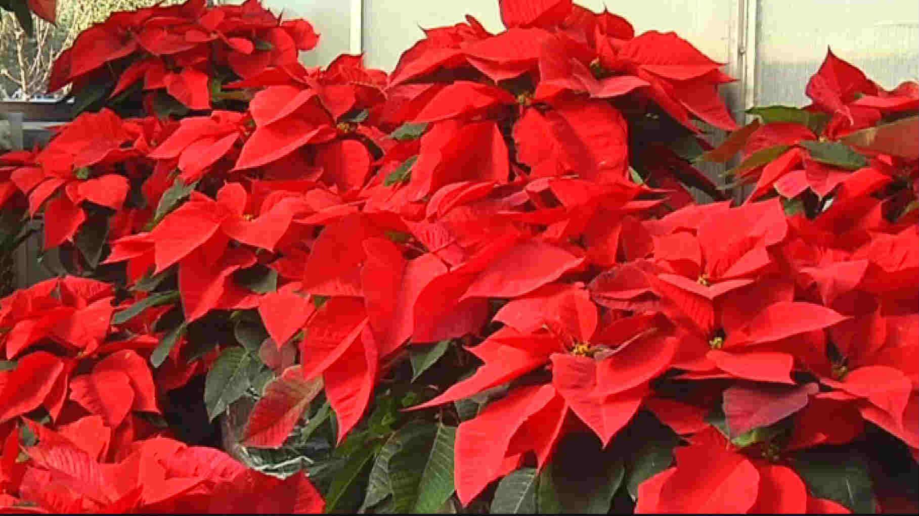 Poinsettia sales animals poison