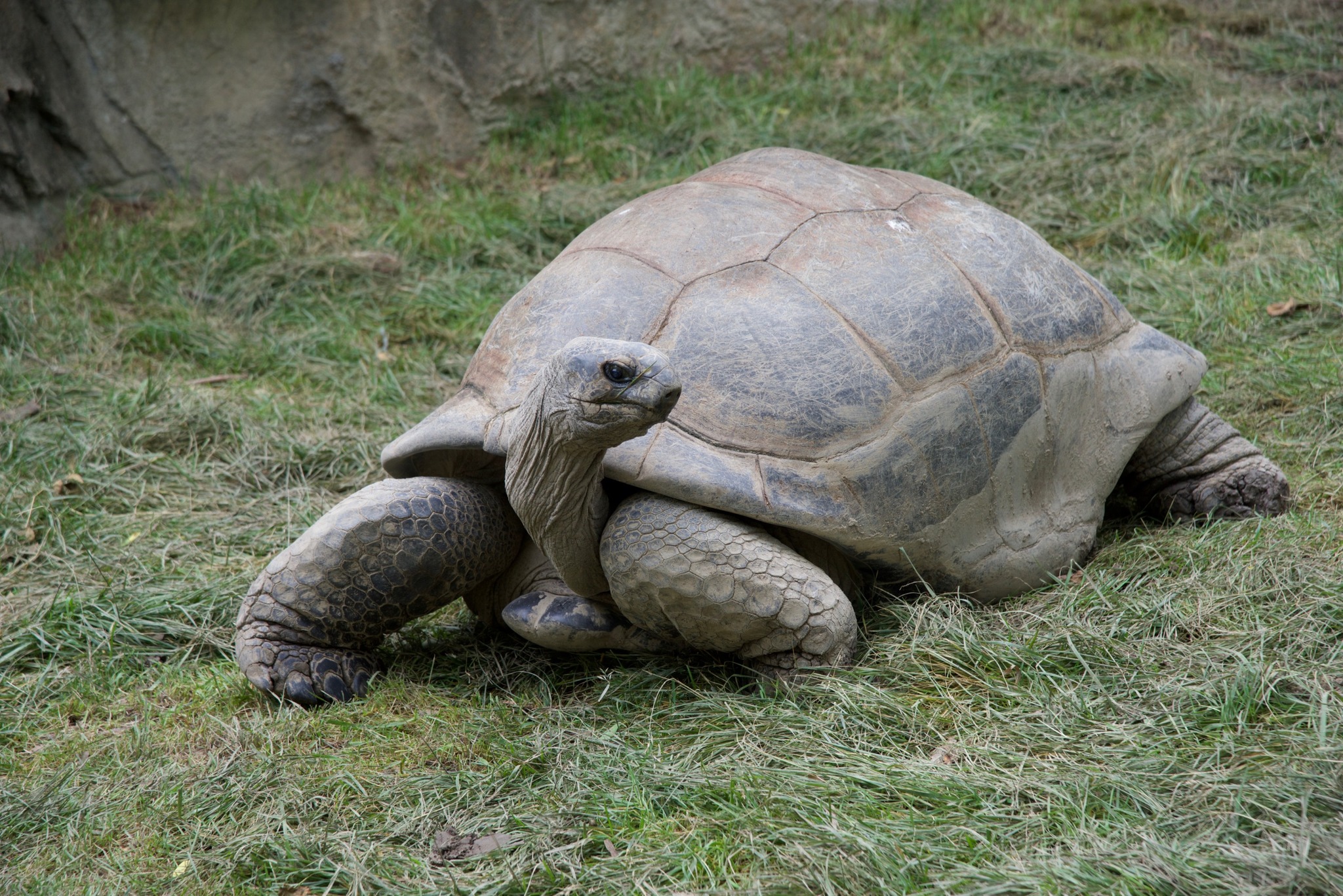 洋楽 Tortoise MillionLivingWillNeverDie Tortoise - Millions Now Living Will Never Die - Amazon.com Music