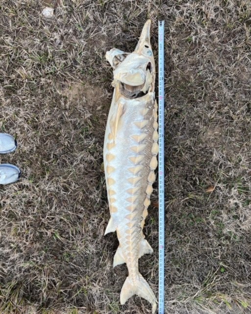 Teacher finds rare prehistoric fish washed ashore