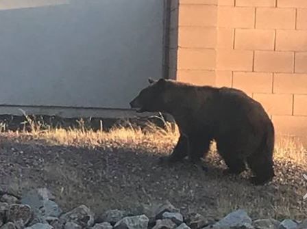 Bear sighting warning in Santa Cruz County