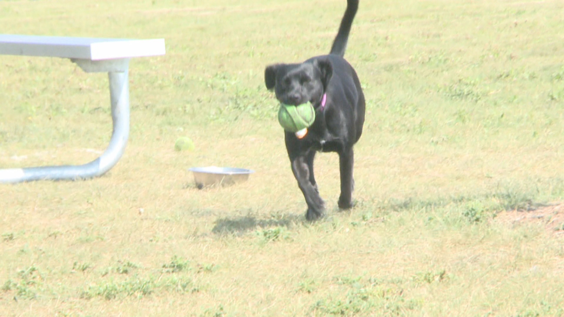 fda warning grain free